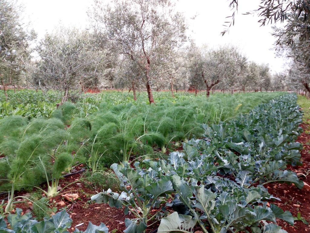Masseria Don Sante Fasano Bagian luar foto