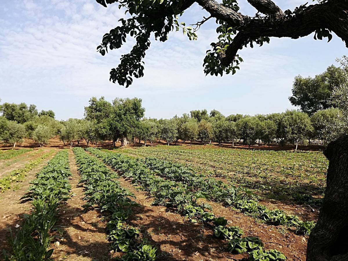 Masseria Don Sante Fasano Bagian luar foto